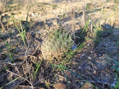Ancistrocactus scheeri