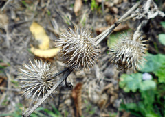 Arctium