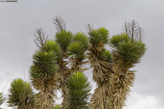 Yucca valida