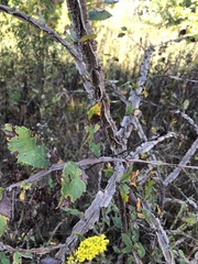 Ulmus alata