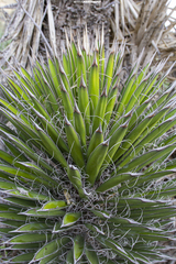 Yucca valida