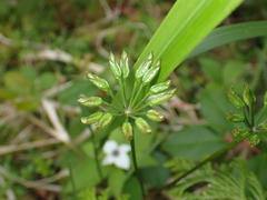 Coptis aspleniifolia