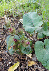 Arctium