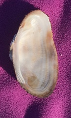 Barbatia barbata