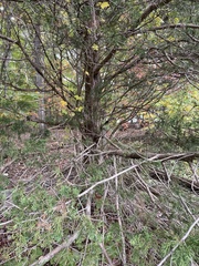 Juniperus virginiana virginiana