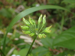 Coptis aspleniifolia