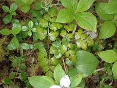 Coptis aspleniifolia