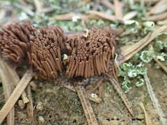 Stemonitis axifera
