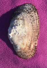 Barbatia barbata