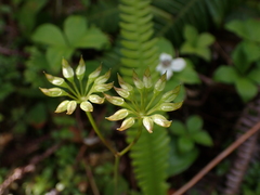 Coptis aspleniifolia