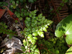 Coptis aspleniifolia
