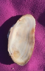 Barbatia barbata