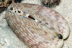 Vasticardium philippinense