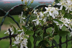 Clematis