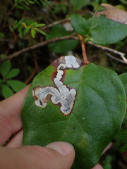 Cameraria gaultheriella