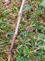 Utetheisa pulchelloides