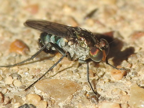 Long-legged fly (Tachytrechus angustipennis) photo 5
