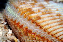 Vasticardium philippinense