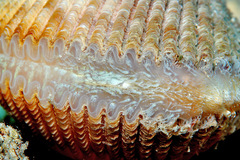 Vasticardium philippinense