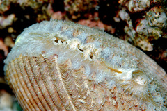 Vasticardium philippinense