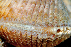 Vasticardium philippinense