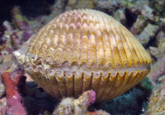 Vasticardium philippinense