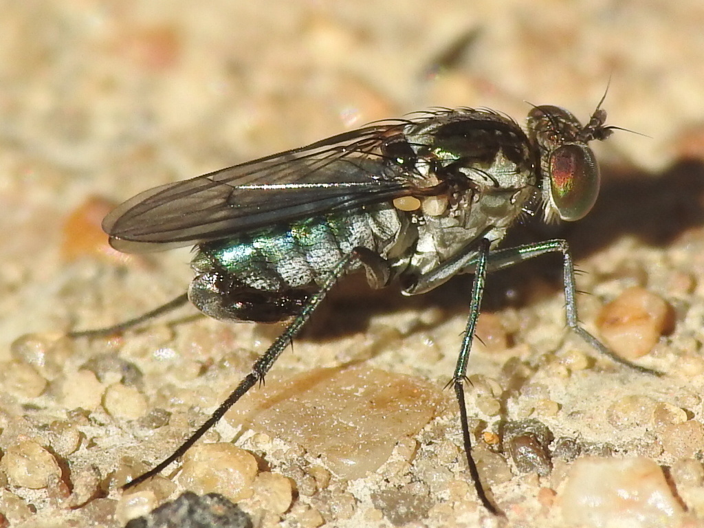 Long-legged fly