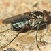 Tachytrechus angustipennis - Photo (c) Sam Kieschnick, some rights reserved (CC BY), uploaded by Sam Kieschnick