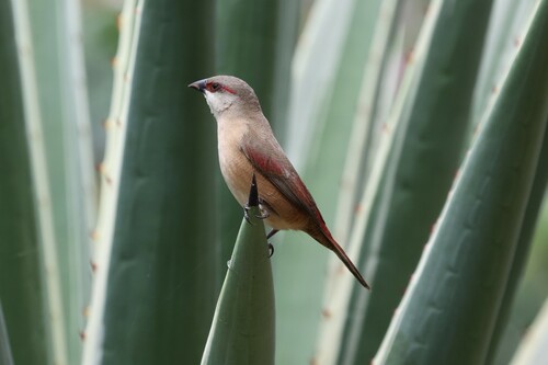 Crimson-rumped Waxbill (Estrilda rhodopyga), photo 10