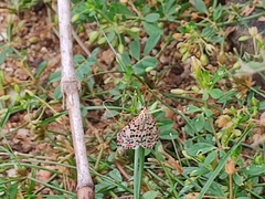 Utetheisa pulchelloides