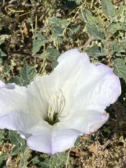 Datura wrightii