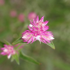 Gomphrena sonorae