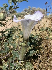 Datura wrightii