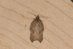Acleris emargana