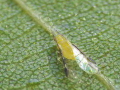 Monellia caryella