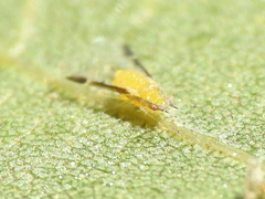 Monellia caryella