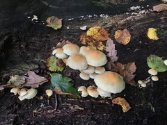 Hypholoma
