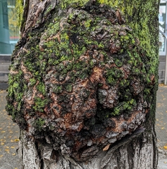 Agrobacterium radiobacter