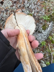 Tricholoma stans