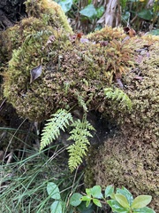 Asplenium insiticium