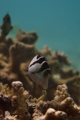 Paraluteres prionurus