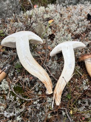 Tricholoma stans