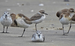 Charadrius alexandrinus