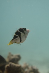 Paraluteres prionurus