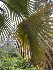 Pritchardia minor