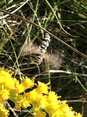 Philanthus ventilabris