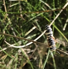 Philanthus ventilabris