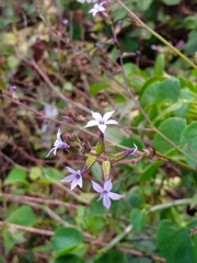 Plumbago pulchella