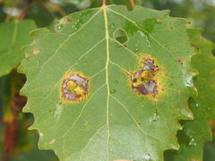 Harmandiola tremulae