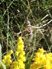 Philanthus ventilabris